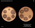 klebsiella antibiotic susceptibility